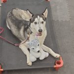Overnight Dog Boarding