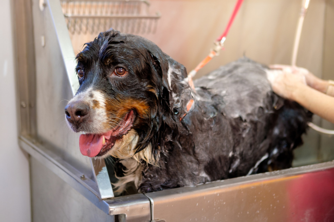 Huston Ruff Dog Grooming, Houston, TX | Ruff Tales