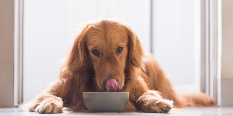 Raw Dog Food in Houston, Texas