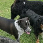 Doggy Daycare