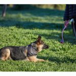 Reactive Dog Training