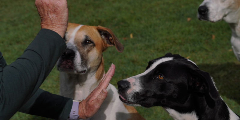 Dog Behavior Training in Houston, Texas