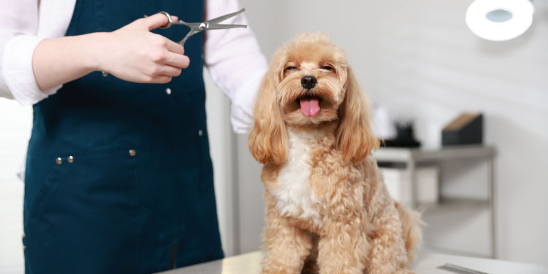 Dog Groomer in Houston, Texas