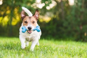 How to Choose the Right Dog Boarding Facility